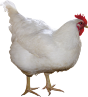 animals & Chicken free transparent png image.