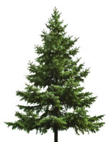 holidays & christmas tree free transparent png image.