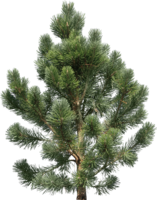 holidays & christmas tree free transparent png image.