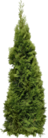 holidays & christmas tree free transparent png image.