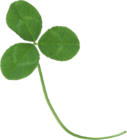 flowers & Clover free transparent png image.