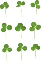 flowers & Clover free transparent png image.