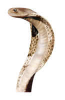 animals & Cobra free transparent png image.