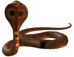 animals & Cobra free transparent png image.