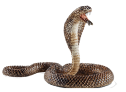 animals & cobra free transparent png image.