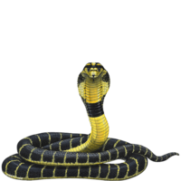 animals & Cobra free transparent png image.