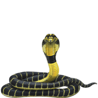 animals & cobra free transparent png image.