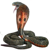 animals & Cobra free transparent png image.