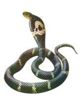 animals & Cobra free transparent png image.