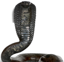 animals & Cobra free transparent png image.