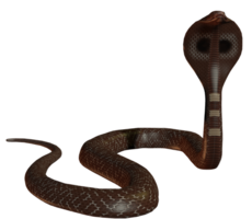 animals & Cobra free transparent png image.