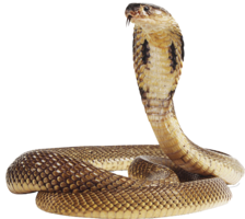 animals & cobra free transparent png image.