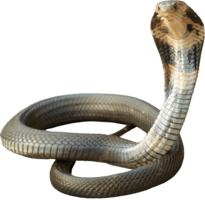 animals & Cobra free transparent png image.