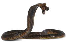 animals & cobra free transparent png image.