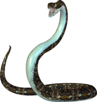 animals & Cobra free transparent png image.