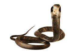 animals & Cobra free transparent png image.