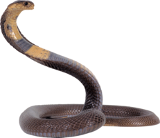 animals & cobra free transparent png image.