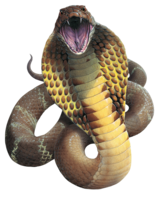 animals & cobra free transparent png image.