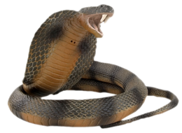 animals & cobra free transparent png image.