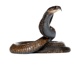 animals & Cobra free transparent png image.