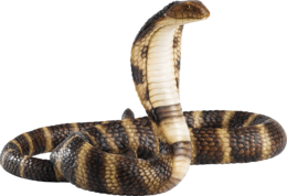 animals & Cobra free transparent png image.