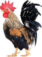 animals & Cock free transparent png image.