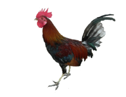 animals & cock free transparent png image.