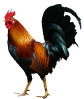 animals & Cock free transparent png image.