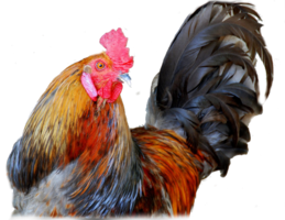 animals & cock free transparent png image.