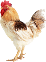 animals & Cock free transparent png image.