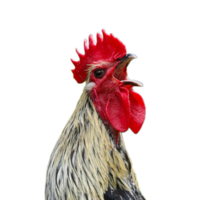 animals & Cock free transparent png image.