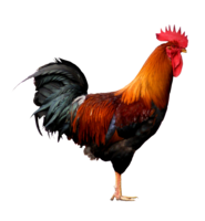 animals & cock free transparent png image.