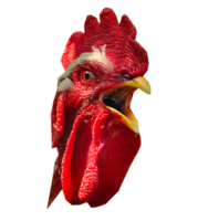 animals & cock free transparent png image.