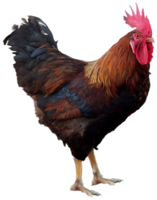 animals & Cock free transparent png image.