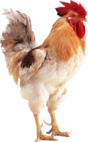 animals & Cock free transparent png image.