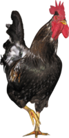 animals & Cock free transparent png image.