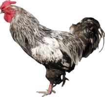 animals & Cock free transparent png image.