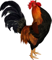 animals & cock free transparent png image.