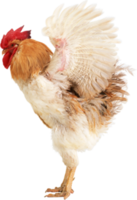 animals & Cock free transparent png image.