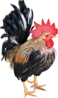 animals & cock free transparent png image.