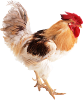 animals & Cock free transparent png image.