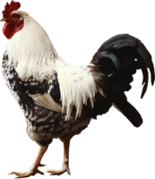 animals & cock free transparent png image.