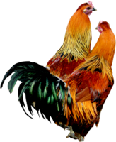 animals & cock free transparent png image.