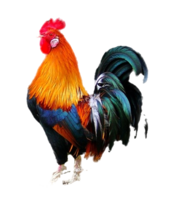 animals & Cock free transparent png image.