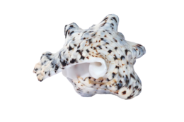 nature & conch free transparent png image.