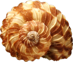 nature & Conch free transparent png image.