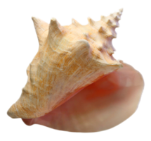 nature & conch free transparent png image.