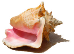 nature & Conch free transparent png image.