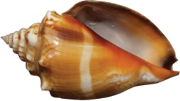 nature & Conch free transparent png image.