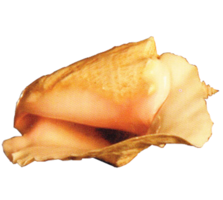 nature & Conch free transparent png image.